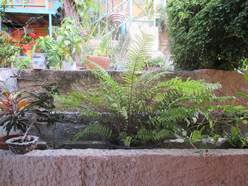 Hotel Flemming Tree Providencia Island 외부 사진
