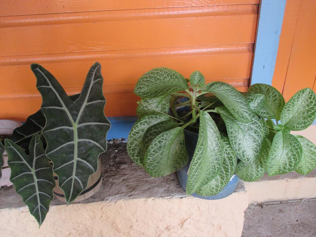 Hotel Flemming Tree Providencia Island 외부 사진